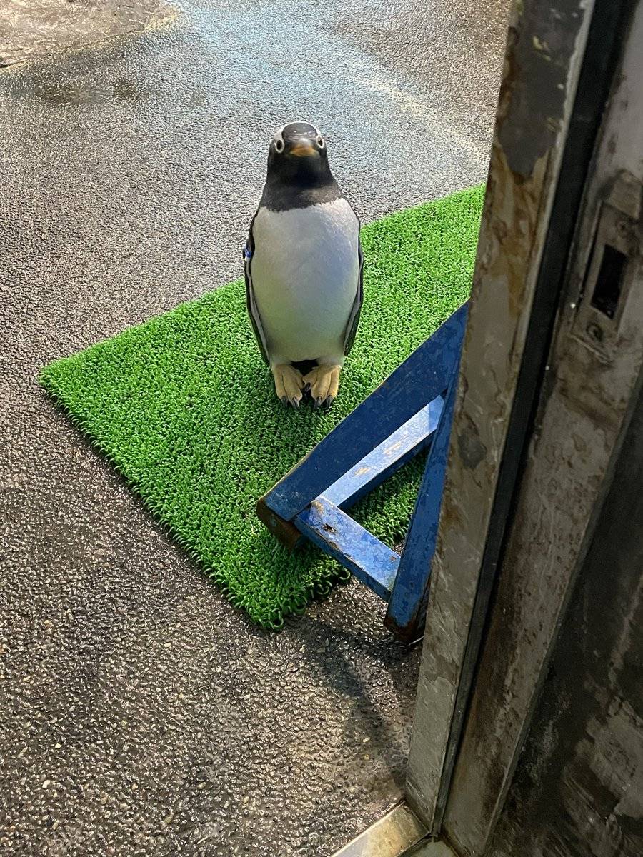 ペンギン 作り物?」礼儀正しすぎるペンギンが大反響「敬礼したくなる」「ご褒美