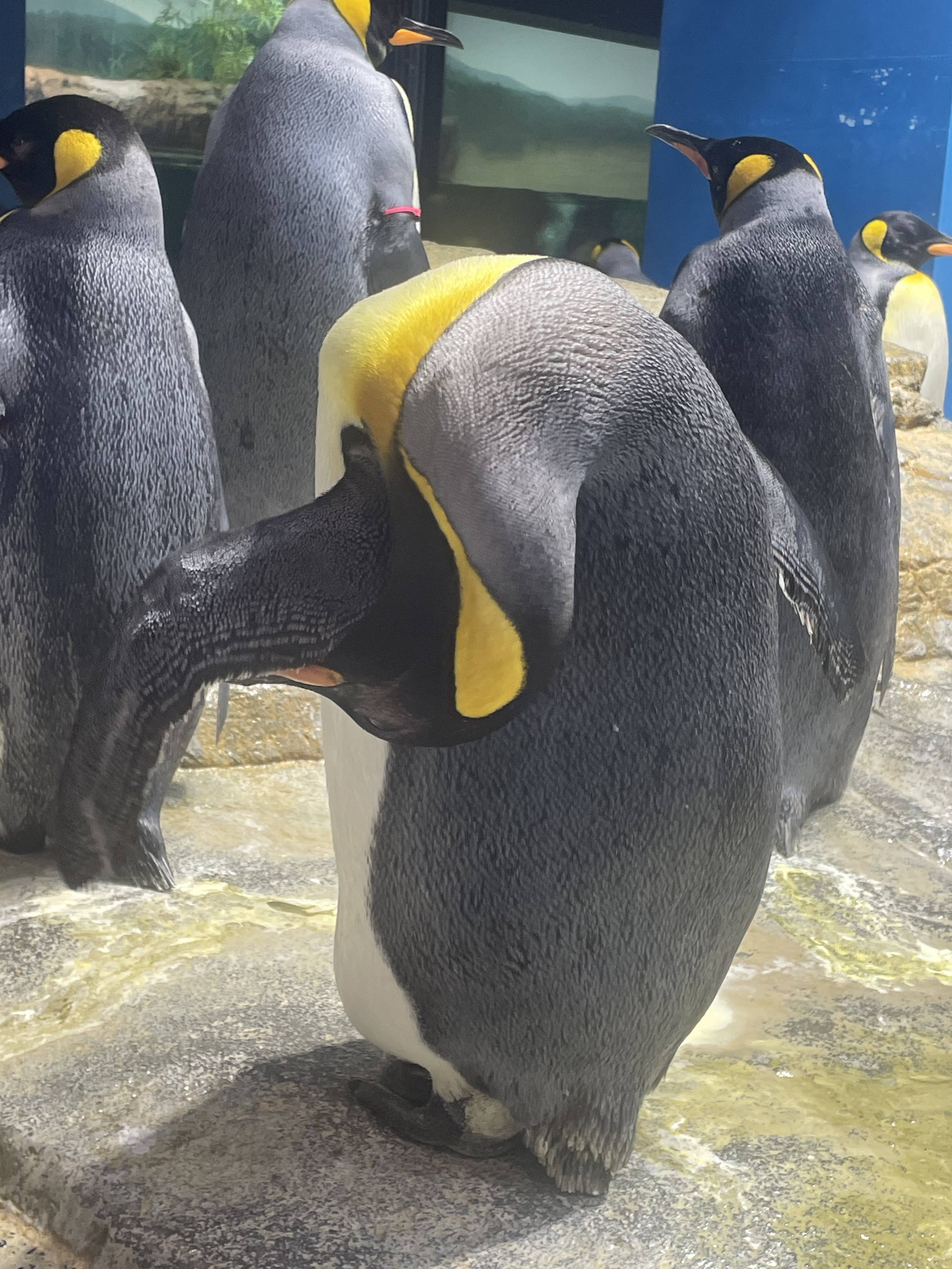 すごい角度ですごい所を…」一目では理解不能なペンギンの姿が話題