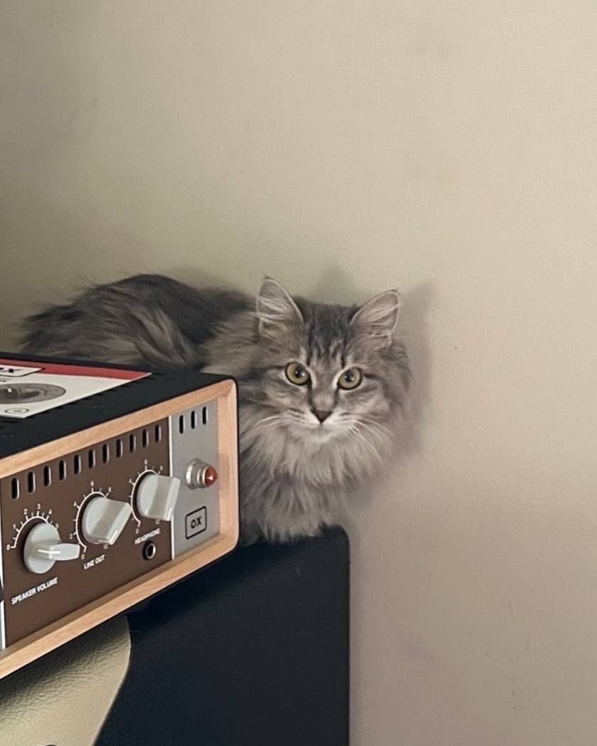 未開封レア】中島美嘉 15周年限定グッズ 猫 クッション 未開封レア