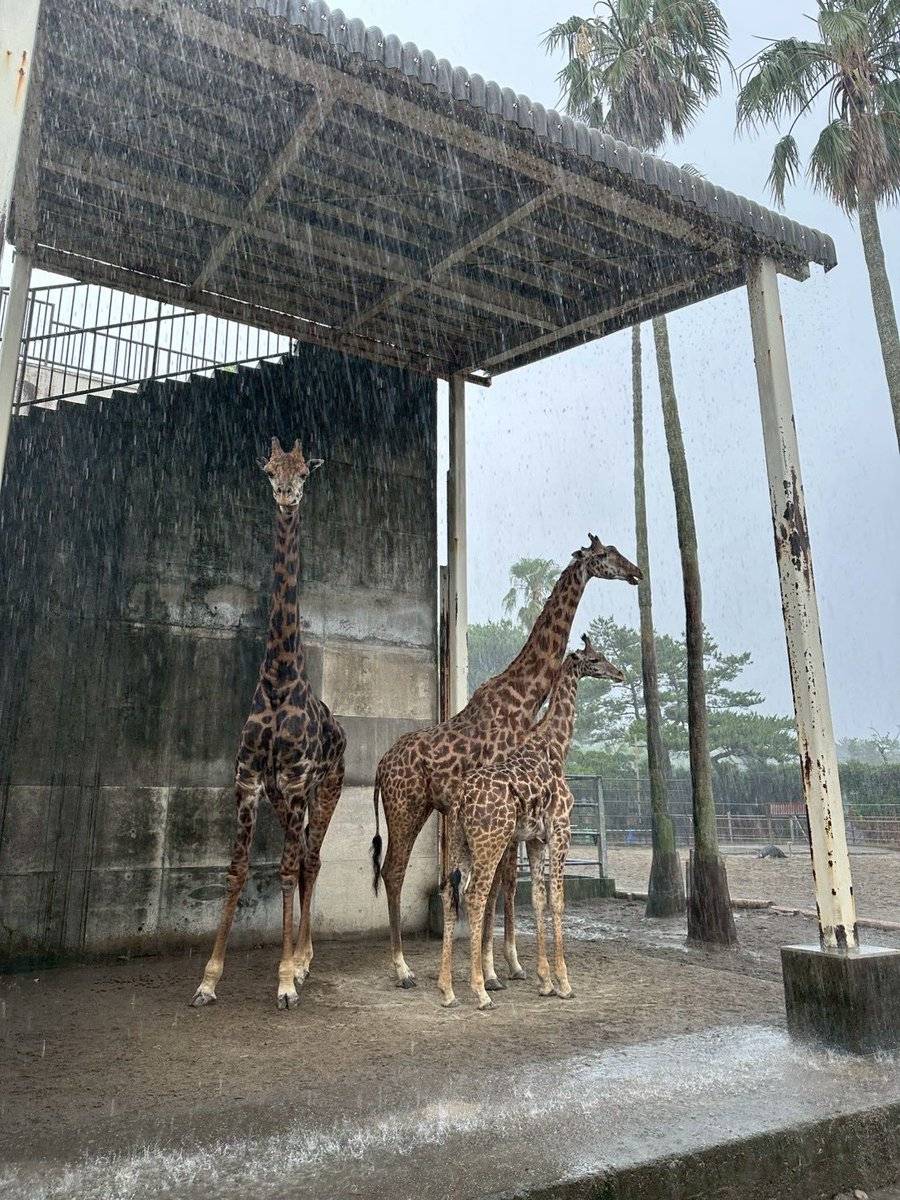 急な豪雨で雨宿り」キリン親子の避難ショットが大反響「いつも仲のいい親子ですね」「本当にびっくり」「雨宿りする場所があって良かったです」（西スポWEB  OTTO!）｜ｄメニューニュース（NTTドコモ）