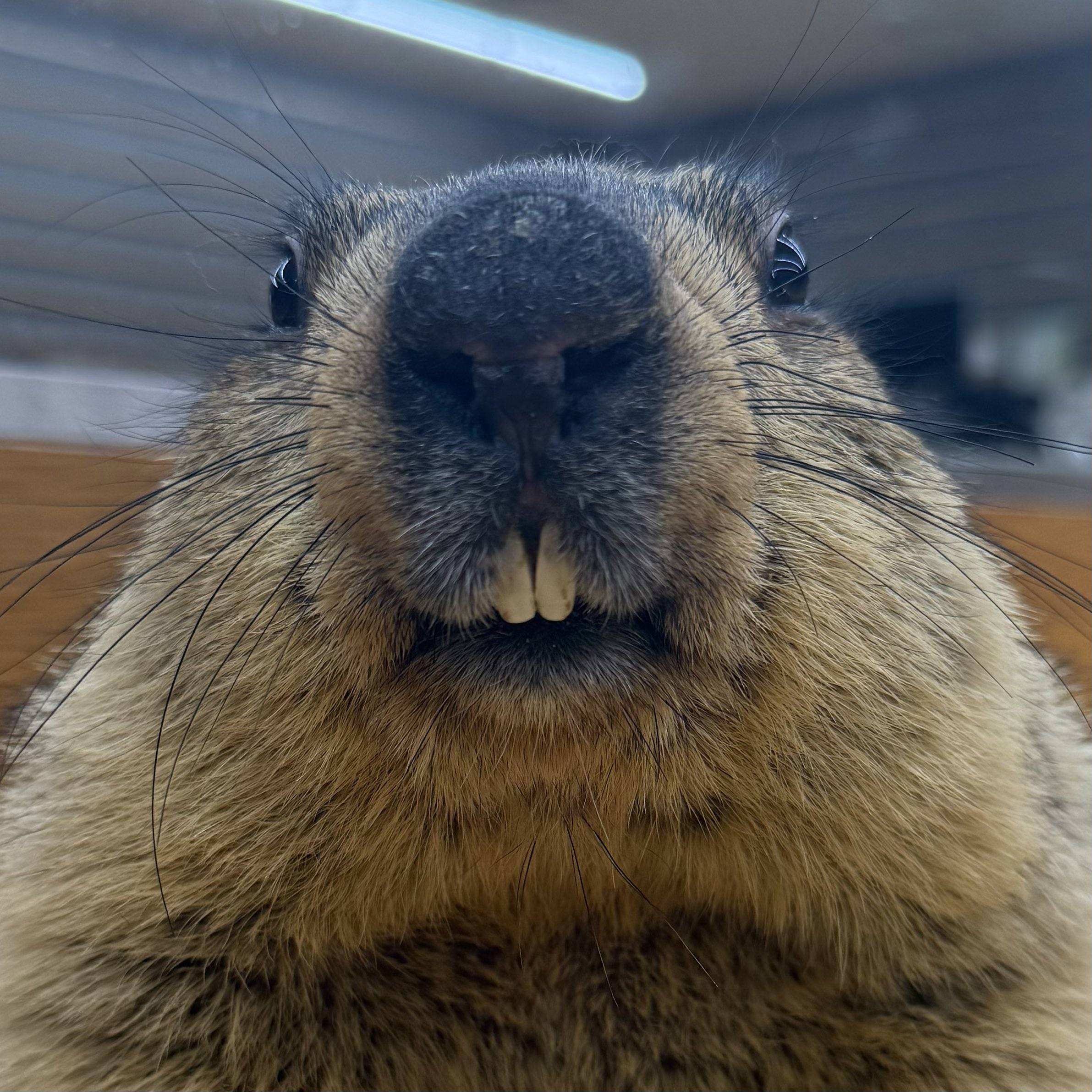 可愛いがすぎる!!」寝落ち〝家飼いマーモット〟260万回表示の大バズリ 