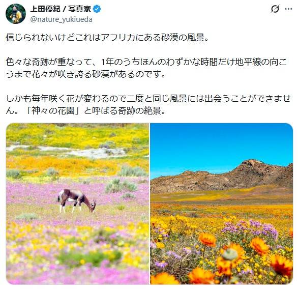 アフリカの砂漠！？」〝奇跡の絶景〟花々であふれる砂漠が話題「信じ