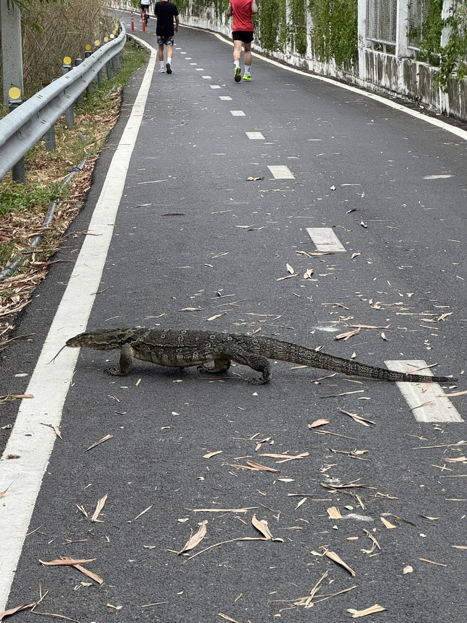 心臓止まりかけた」ランニング中〝巨大生物と遭遇〟K-1ファイター