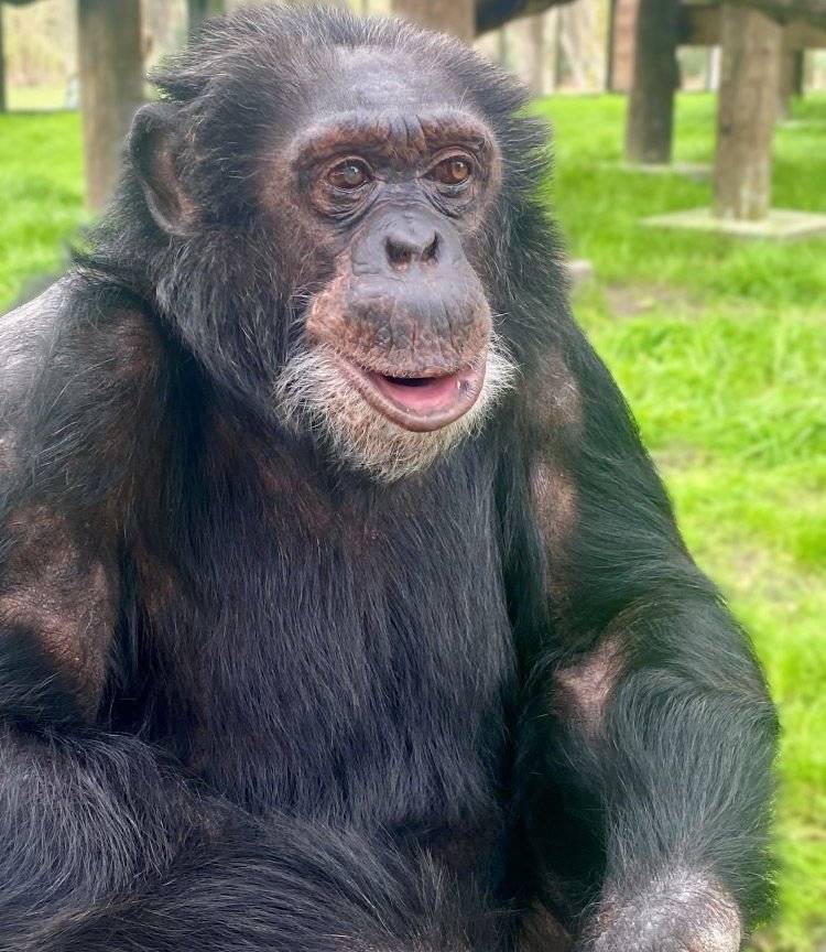 まだご存命なの衝撃」マイケル・ジャクソンさんの愛猿〝43歳になった