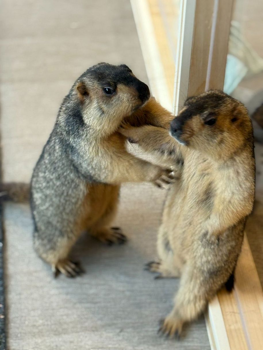 命に関わる重大な事件」アニマルカフェ〝客の迷惑行為動画〟公開に反響