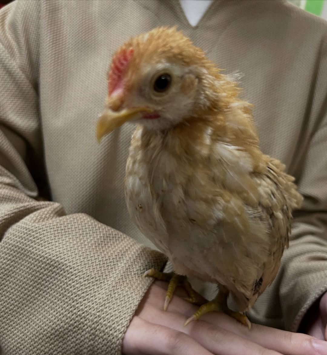 夫に黙ってこっそりと… ⇒ 衝撃の展開に！〝爆音ピヨピヨ〟ペットを