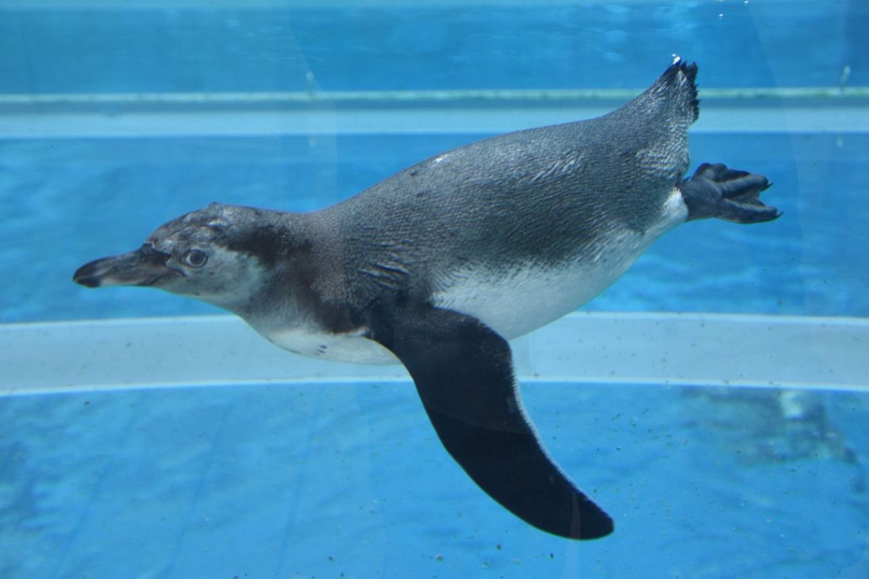 もっふもっふ…」生後3カ月の赤ちゃんペンギン、バケツで体重測定する姿