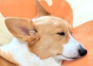 やけに静かだなと思ったら…コーギーのまさかの〝寝姿〟に大反響