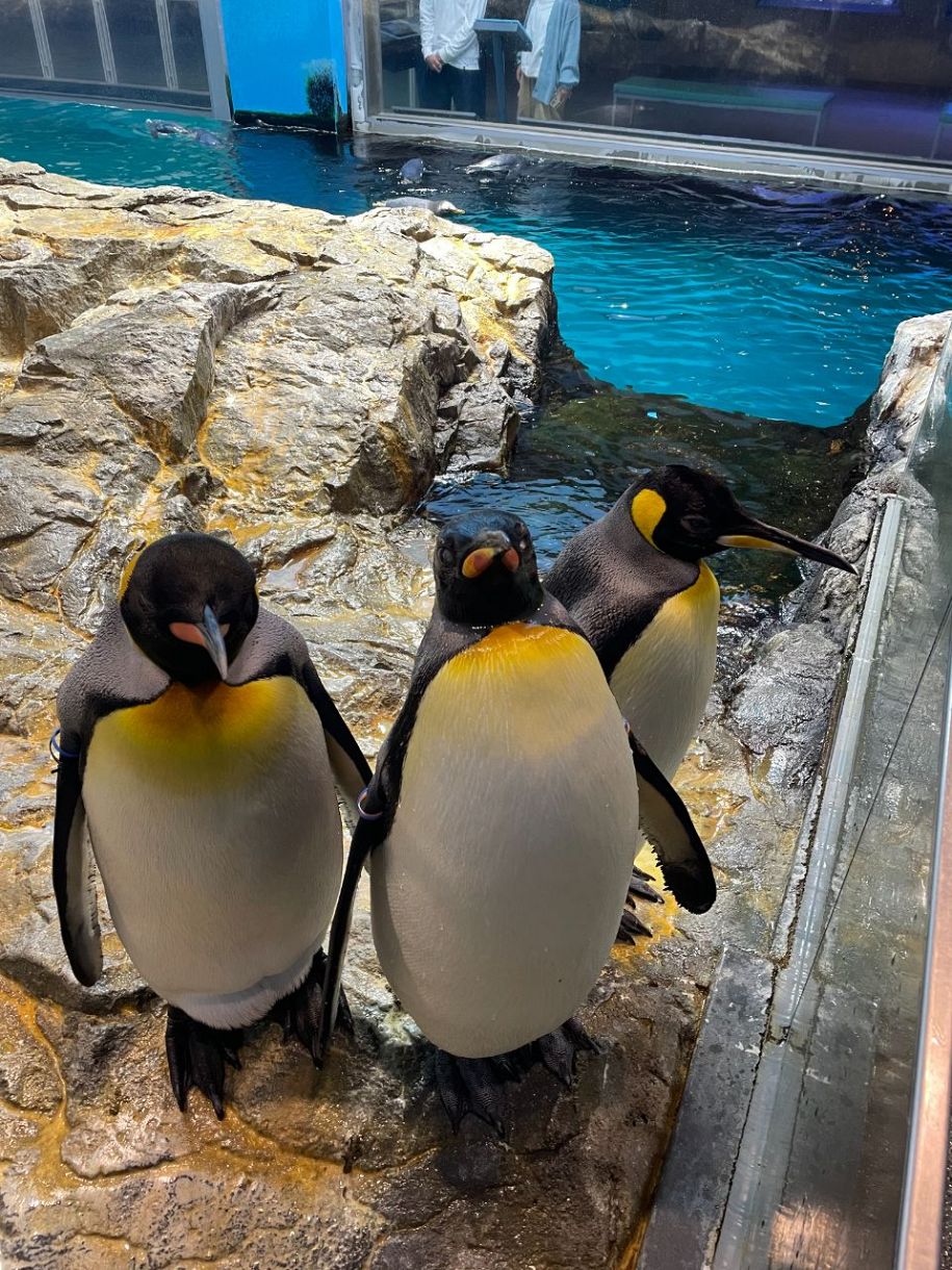 Y字に羽が残るキングペンギン(長崎ペンギン水族館のX@Nag｜「すげえ