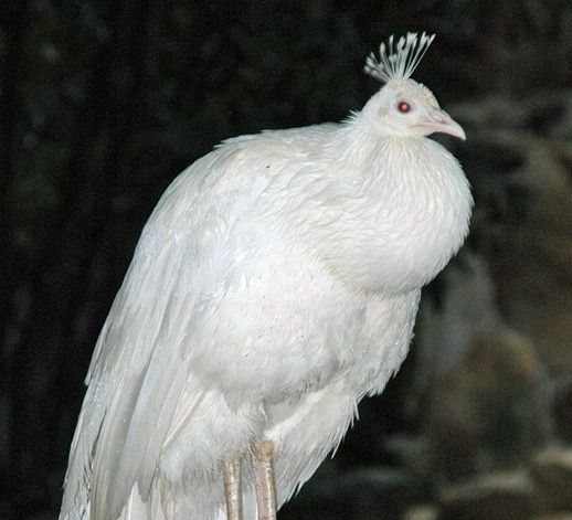 お尻みたいにもっこり」芸能界復帰が噂される元・成宮寛貴さん